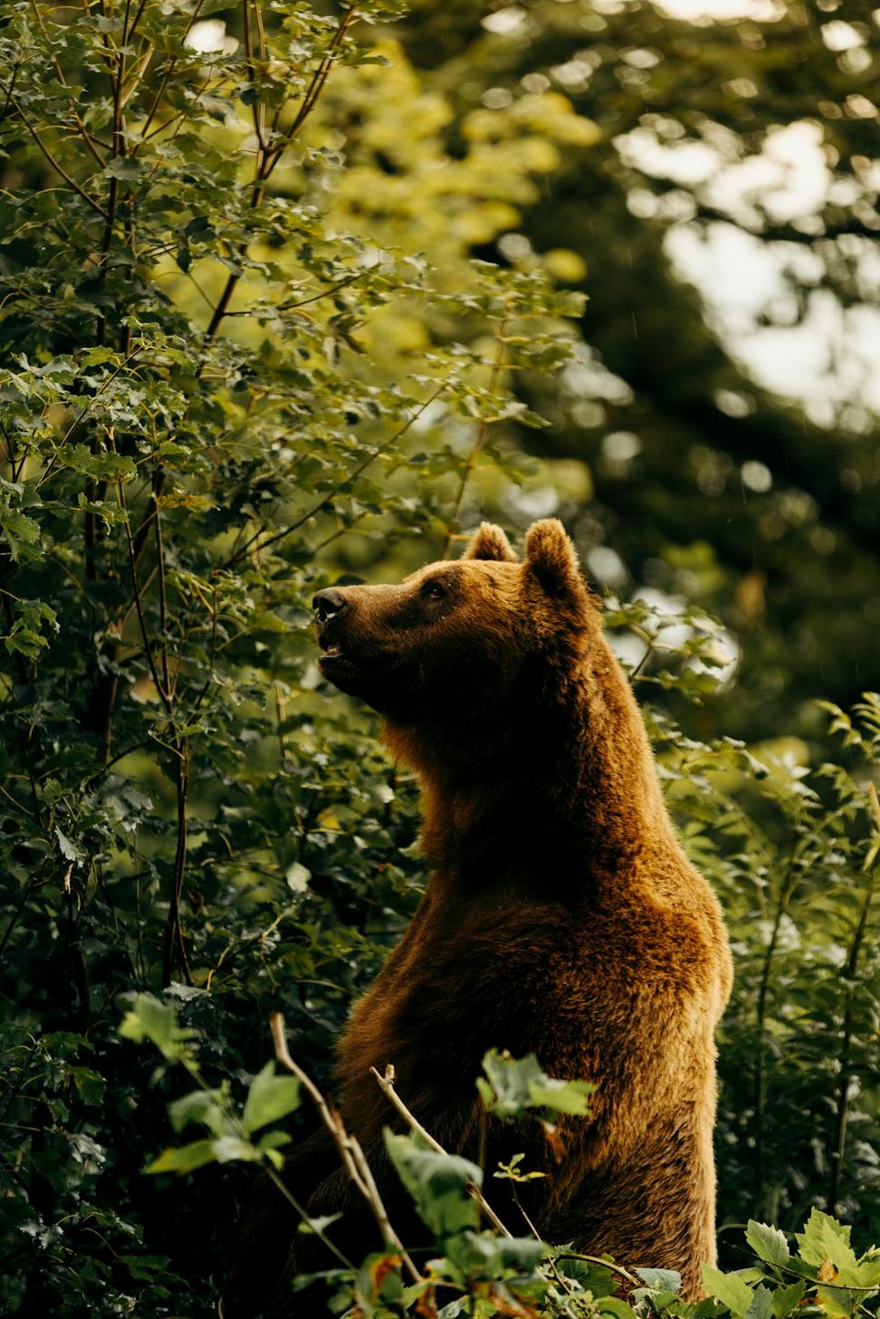 Wildlife Photography